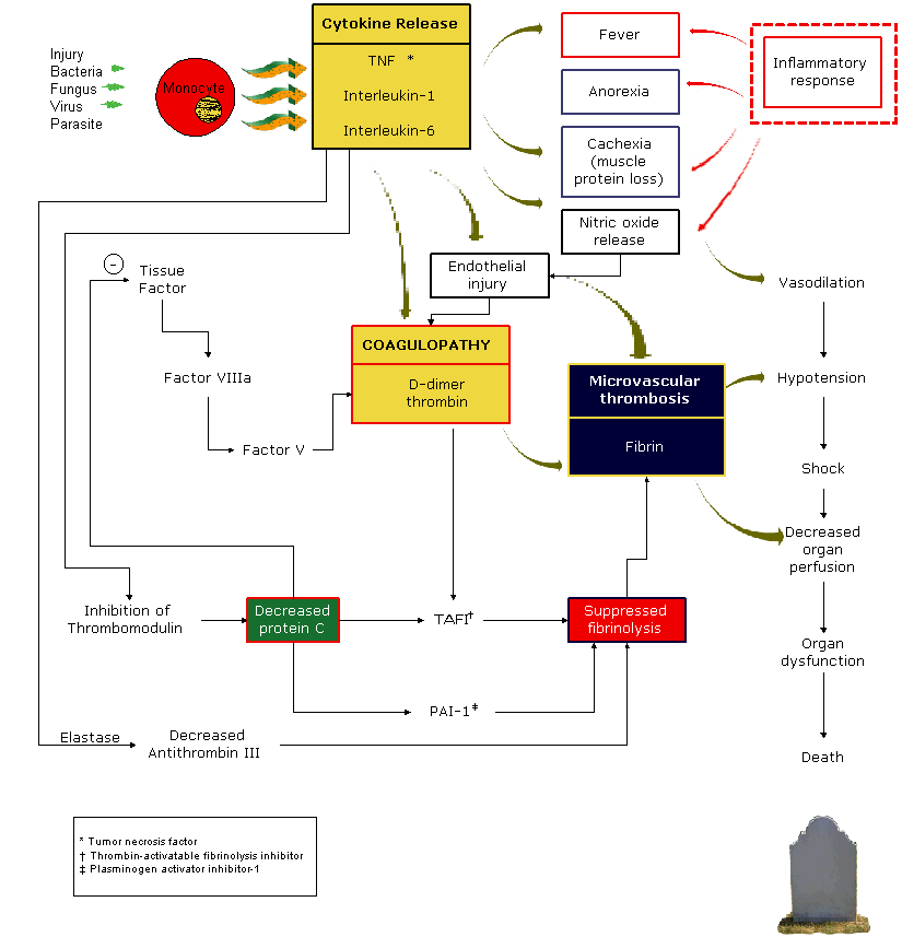 Picture Of Sepsis