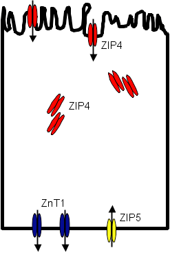 Figure 1A