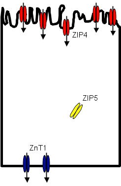 Figure 1B