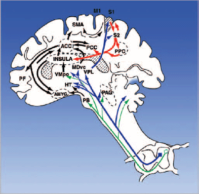 Medial Dorsal Nucleus