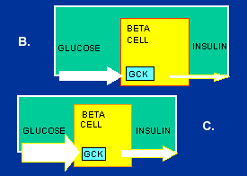 Figures 1B and 1C