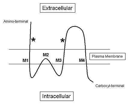 Figure 1B