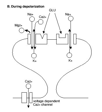 Figure 2B