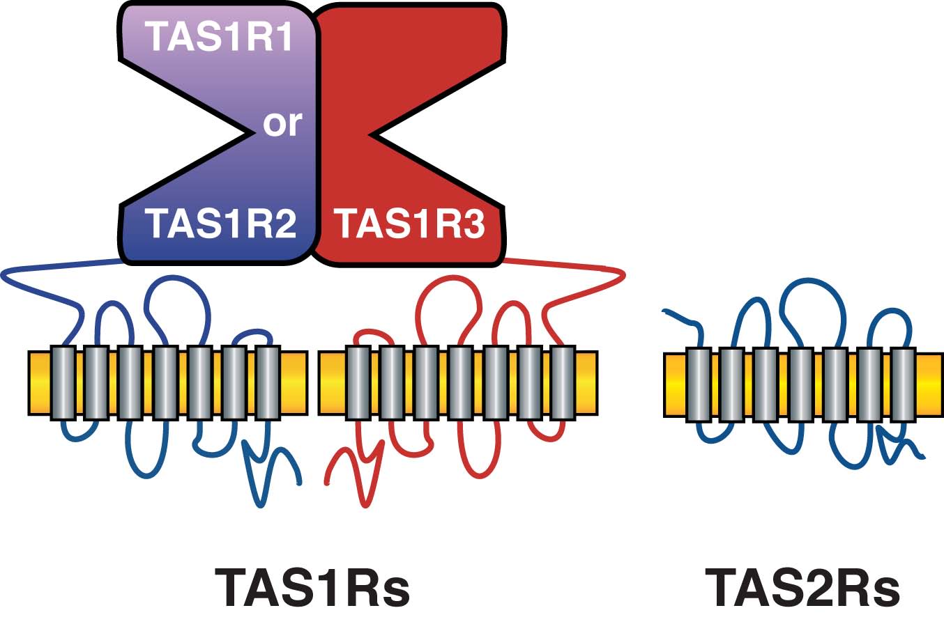 T 1 internet. T1r2+t1r3 рецепторы сладкого. Tas1r2 and tas1r3 Mutation. Рецепторы tas1r. Рецепторы t1r1 t1r3.